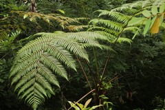 Sphaeropteris lepifera