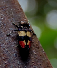 Castiarina bella