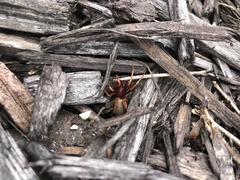 Dysdera crocata