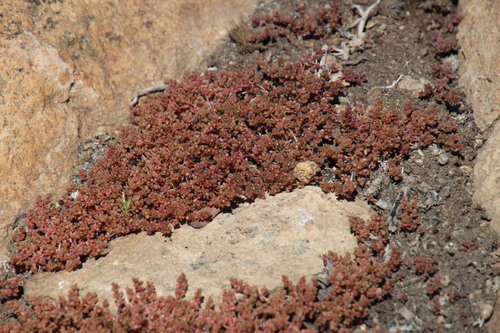 Crassula thunbergiana