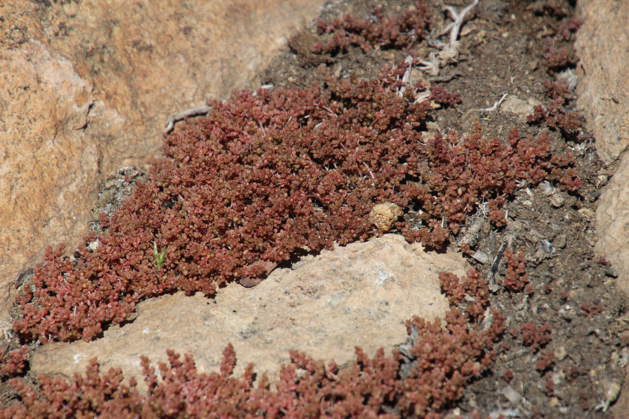 Crassula thunbergiana