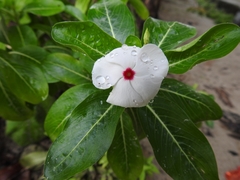 Catharanthus roseus