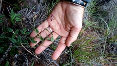 Dolichos hastiformis