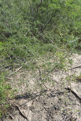 Gonopterodendron bonariensis