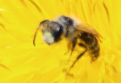 Anthophila