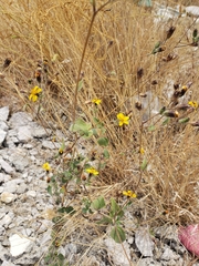 Simsia lagasceiformis