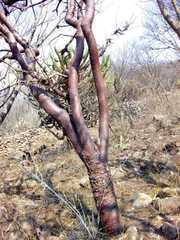 Bursera galeottiana