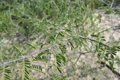 Gonopterodendron bonariensis