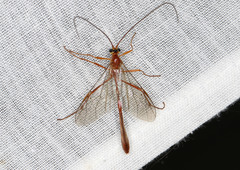 Dicamptus fuscicornis
