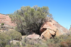 Olea europaea cuspidata
