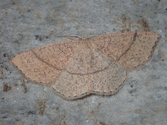 Cyclophora suppunctaria