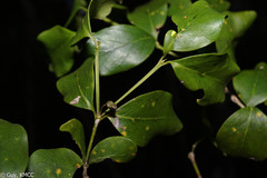 Peponidium
