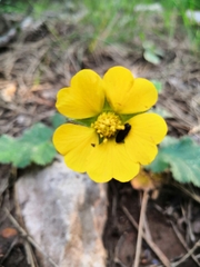 Geum sylvaticum