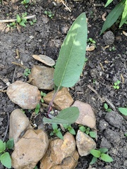 Silphium terebinthinaceum