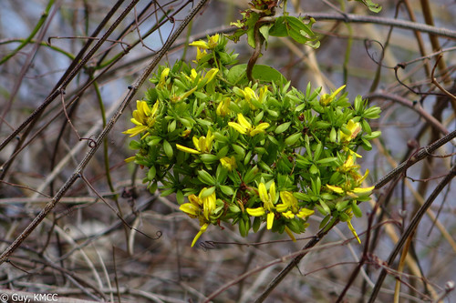Tristellateia dulcamara