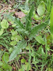 Cirsium arvense