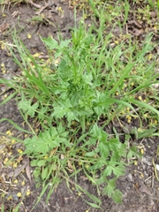 Sisymbrium officinale