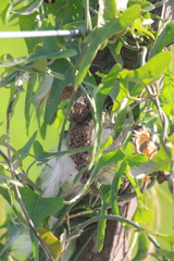 Araujia brachystephana