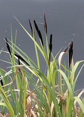 Carex nigra