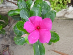 Catharanthus roseus