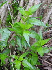 Anisacanthus quadrifidus