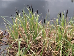 Carex nigra
