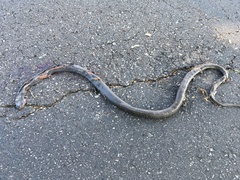 Coluber constrictor