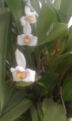 Maxillaria grandiflora
