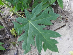 Carica papaya