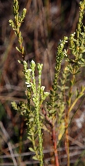 Gnidia sericea