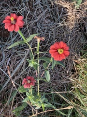 Zinnia peruviana