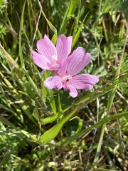 Sidalcea malviflora malviflora