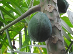 Carica papaya