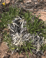 Stenotus armerioides armerioides