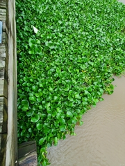 Pontederia crassipes