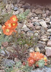 Sphaeralcea grossulariifolia