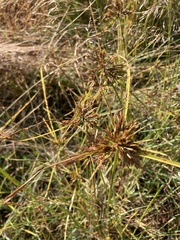 Cyperus