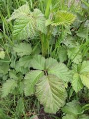 Rubus