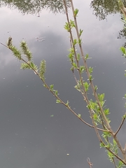 Salix caprea