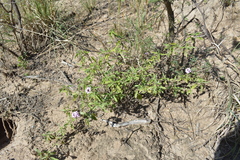 Lantana xenica