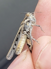 Psoloessa delicatula