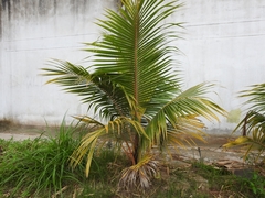 Arecaceae