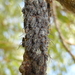 Giant Willow Aphid, photo 5 of 8