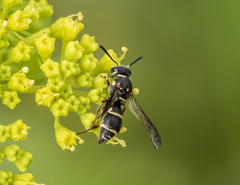 Parancistrocerus minimoferus