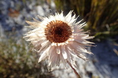 Edmondia
