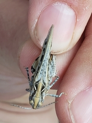 Psoloessa delicatula