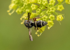 Parancistrocerus minimoferus