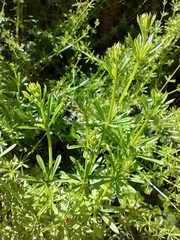 Galium