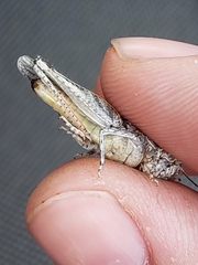 Psoloessa delicatula