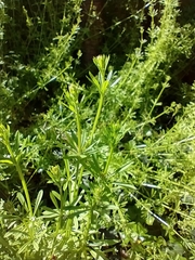 Galium
